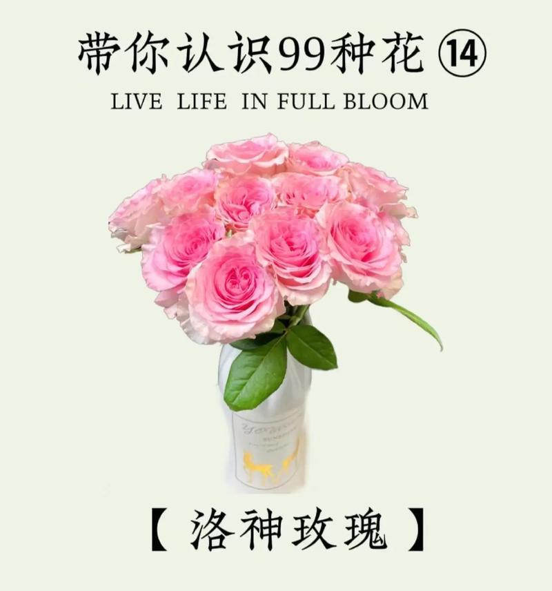 红玫瑰还有哪些别样的花语？它们各自代表什么？