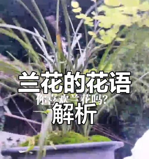 兰花的花语有哪些含义？它象征着什么？