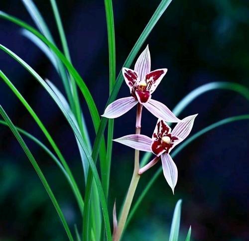兰花的花语有哪些含义？它象征着什么？