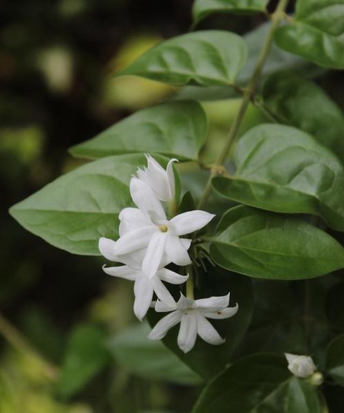 夜来香的花语及其特点是什么？