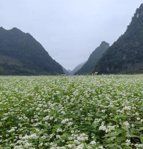 荞麦花的花语用韩语怎么说？它在韩国文化中的意义是什么？