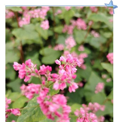 荞麦花的花语用韩语怎么说？它在韩国文化中的意义是什么？
