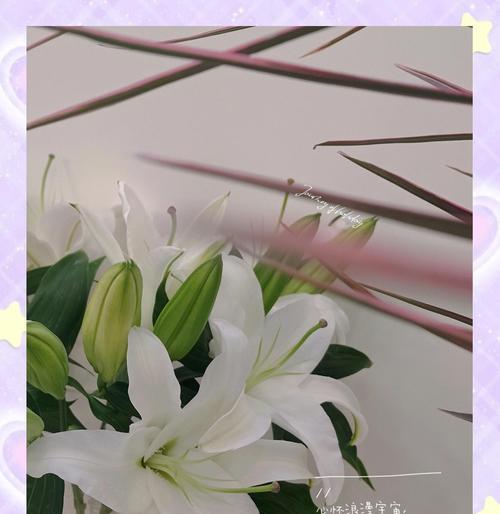 敬老师的花语有哪些？如何用花语表达对老师的敬意？