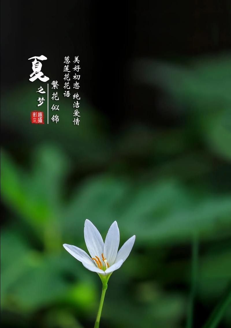 莲花盘花的寓意与花语有何不同？