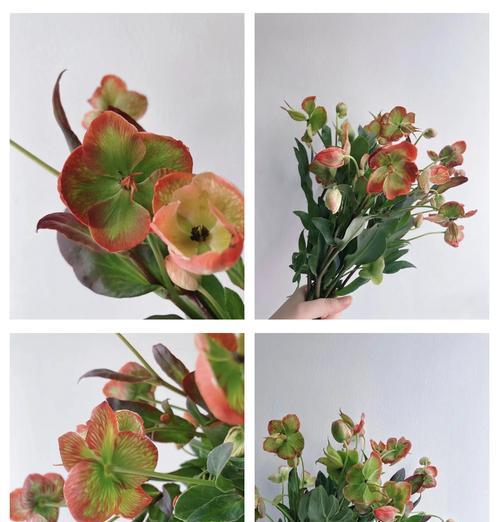 黑菟葵的花语和寓意是什么？它在花语中代表了什么？