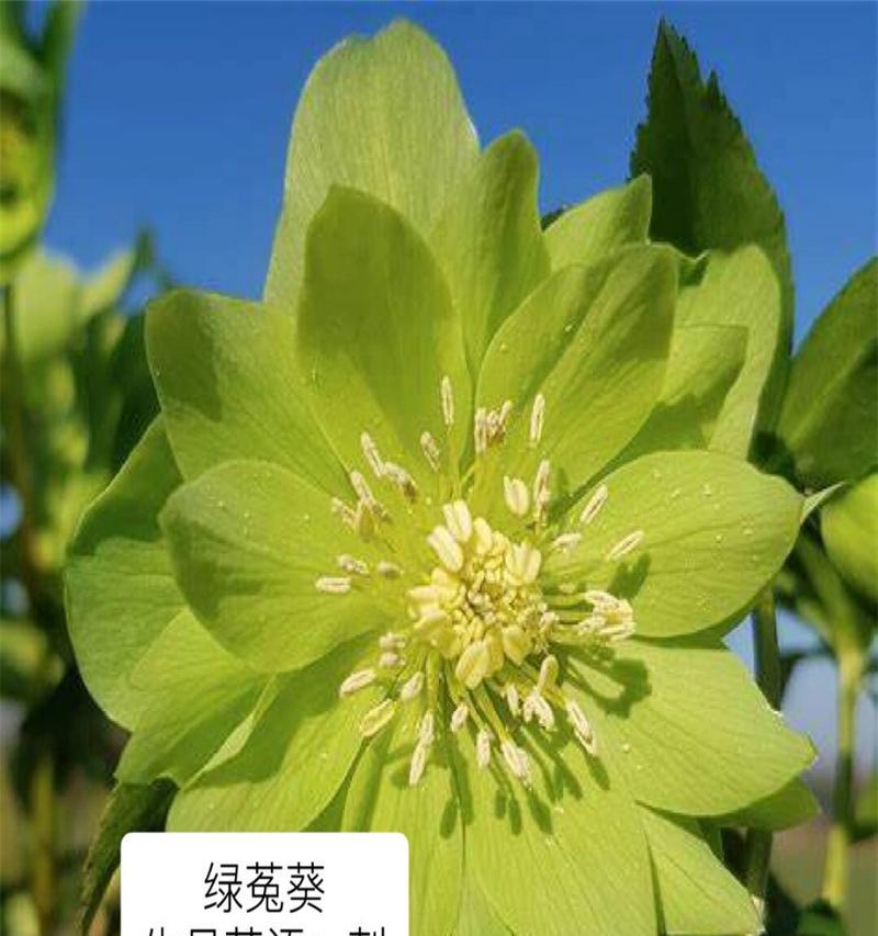 黑菟葵的花语和寓意是什么？它在花语中代表了什么？