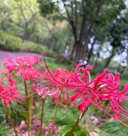 曼珠沙华的花语代表什么？