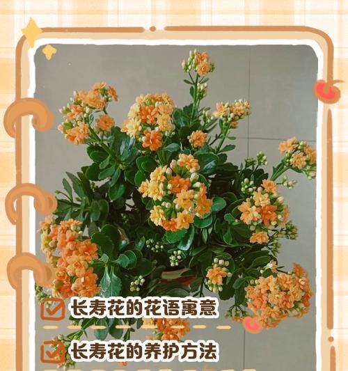 哪些花的花语表达了对生活的热爱？