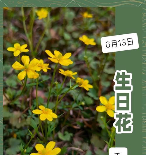 用什么花语欢迎客人到来？欢迎花语有哪些？