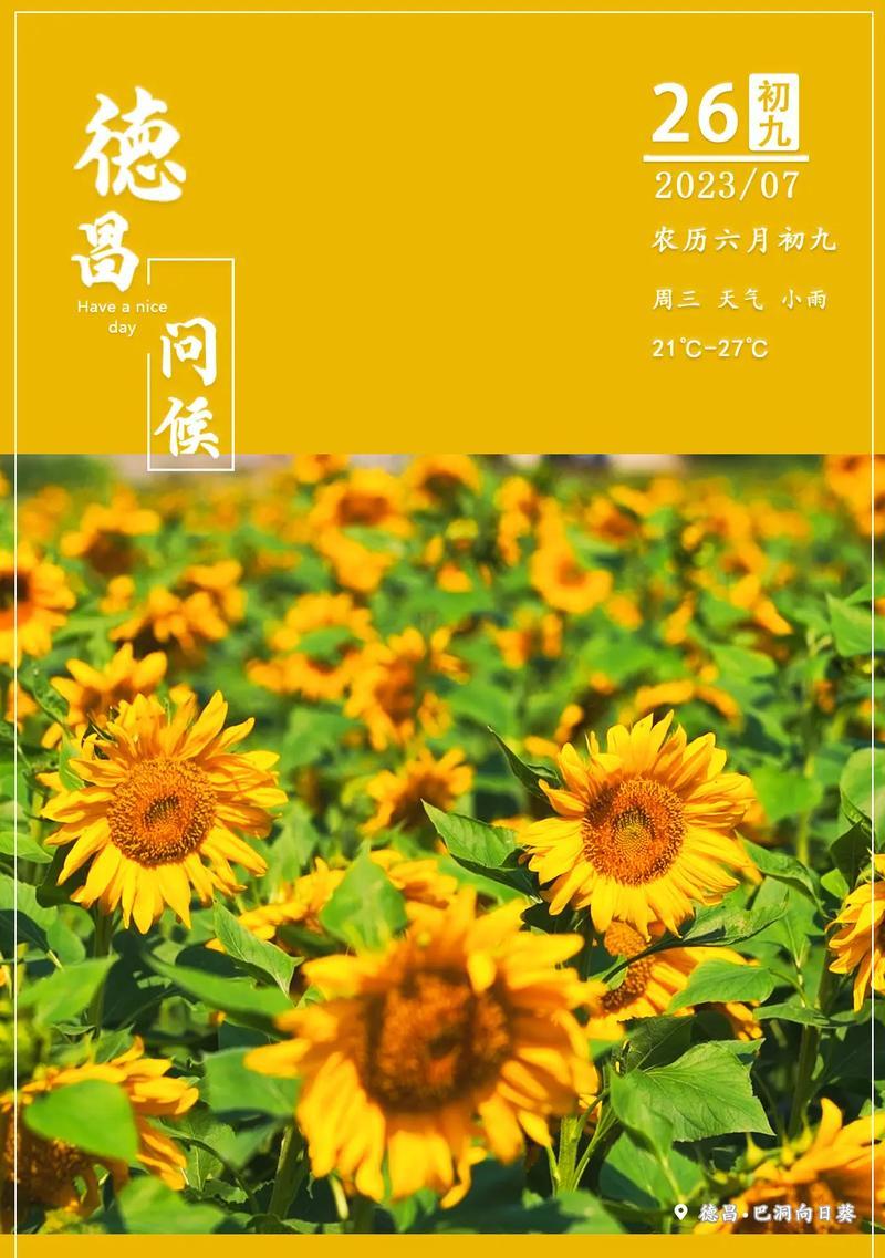 向日葵的特殊花语代表什么？