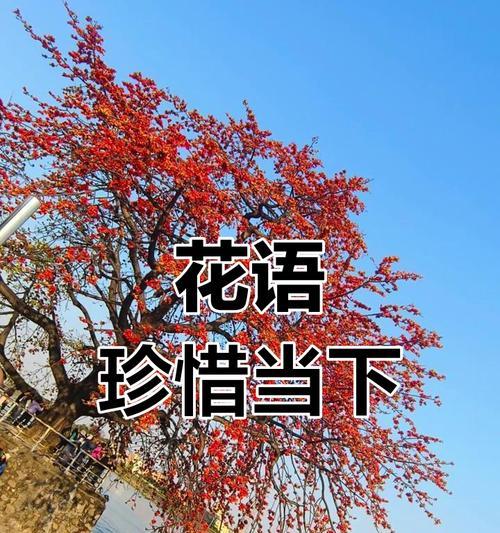 珍惜感情的花语是什么？它如何帮助我们表达情感？