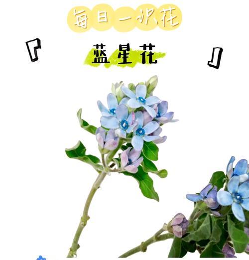 珍惜感情的花语是什么？它如何帮助我们表达情感？