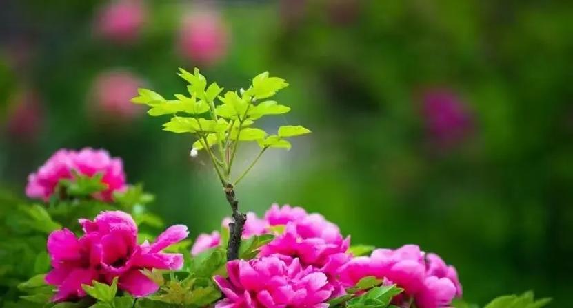 夫妻共赏牡丹花有何深层寓意？