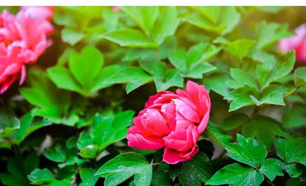 夫妻共赏牡丹花有何深层寓意？