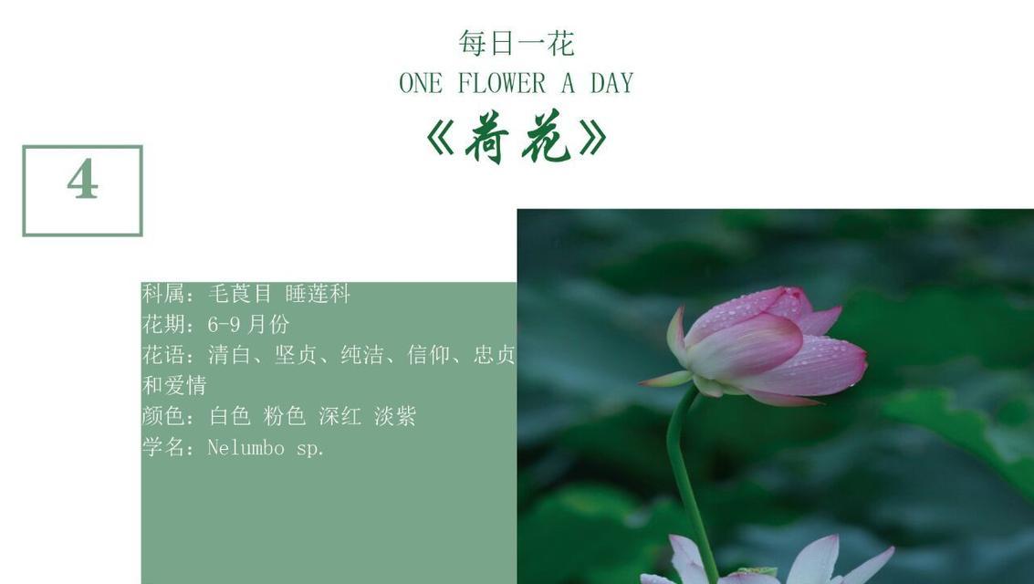 唯一爱情的花语是什么？粉红荷花最美花语又是什么？