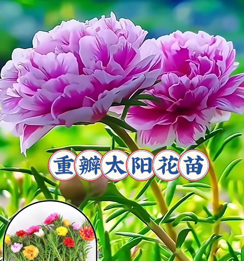 向日葵的花语有哪些含义？