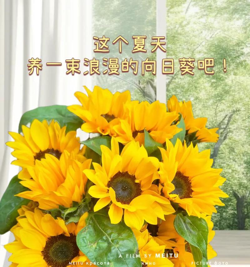 向日葵的花语有哪些含义？
