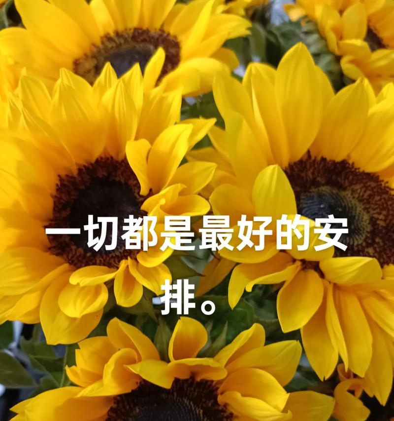 向日葵的花语有哪些含义？