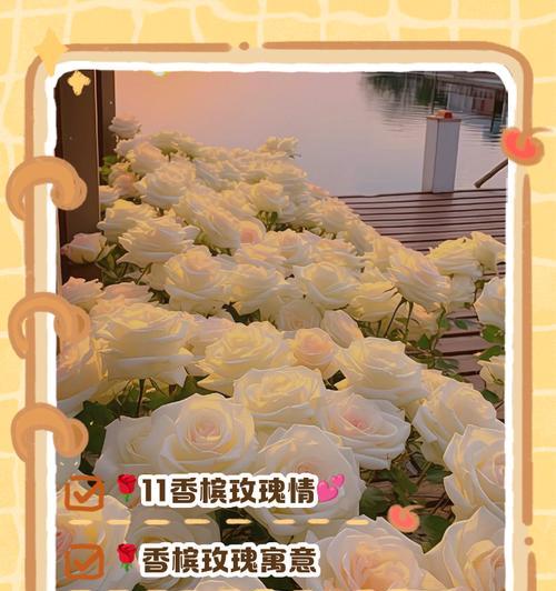 香槟玫瑰花语在求婚中代表什么？