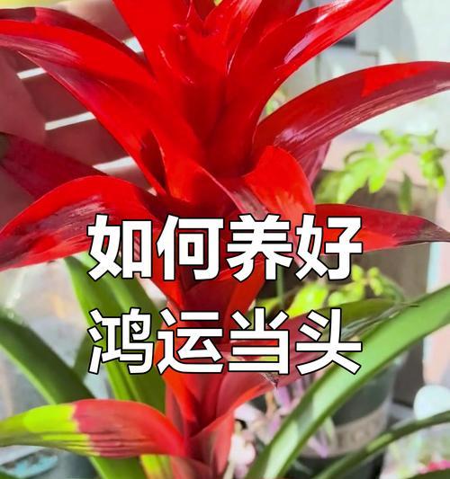 鸿运当头花的养殖方法是什么？如何快速生长？