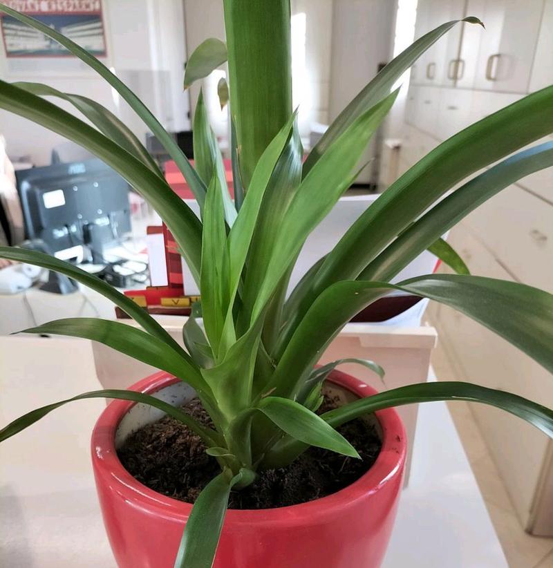 好养易打理的10种花推荐？适合几个月不用浇水的有哪些？