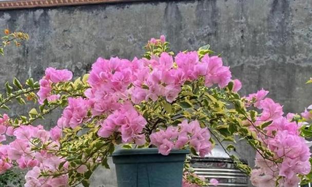 好养易打理的10种花推荐？适合几个月不用浇水的有哪些？