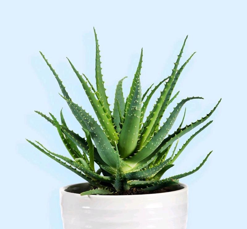 好养易打理的10种花推荐？适合几个月不用浇水的有哪些？