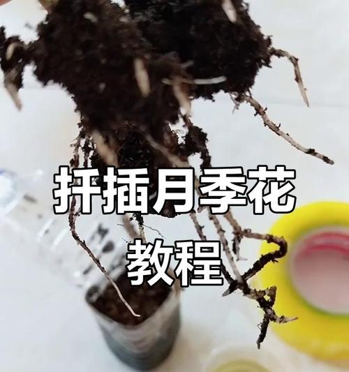 月季扦插轻松掌握？如何提高成活率？