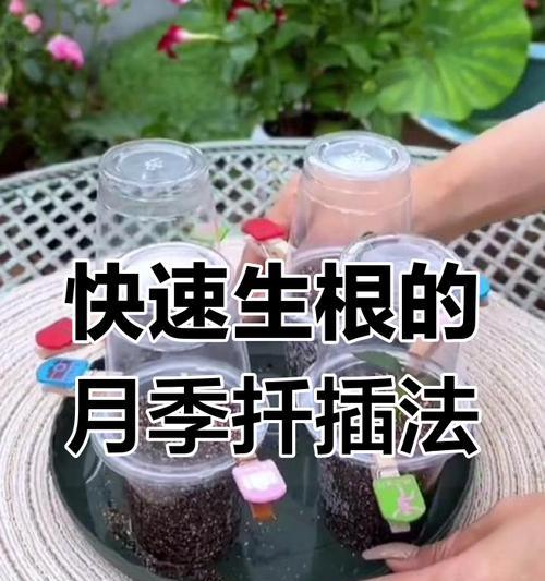 月季扦插轻松掌握？如何提高成活率？