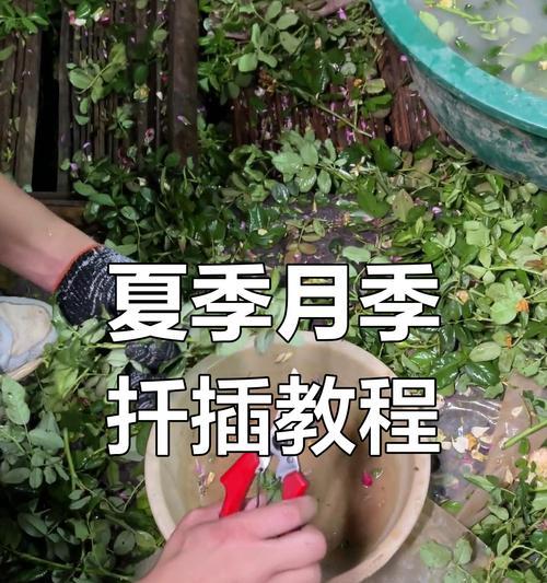 月季扦插轻松掌握？如何提高成活率？