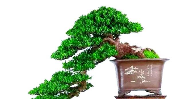 罗汉松养护指南是什么？枝条到盆景如何快速生长？