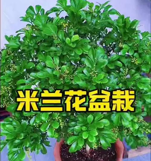 米兰花养殖方法有哪些？如何保持花期长？