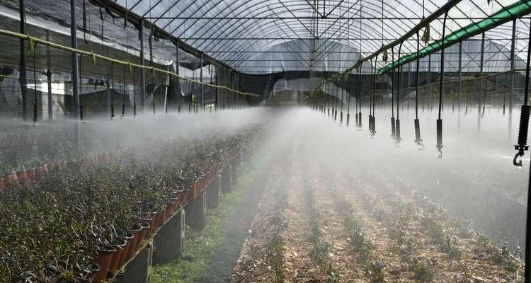 急性子种植要点是什么？如何保证种植成功？