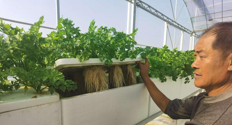 急性子种植要点是什么？如何保证种植成功？