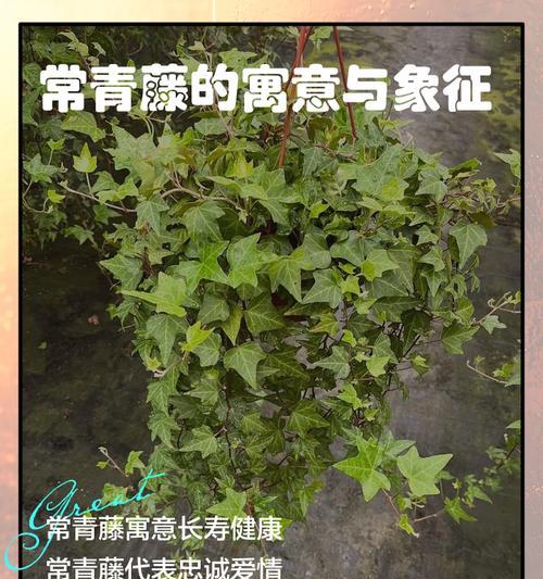 常青藤养护指南有哪些？如何保持常绿？