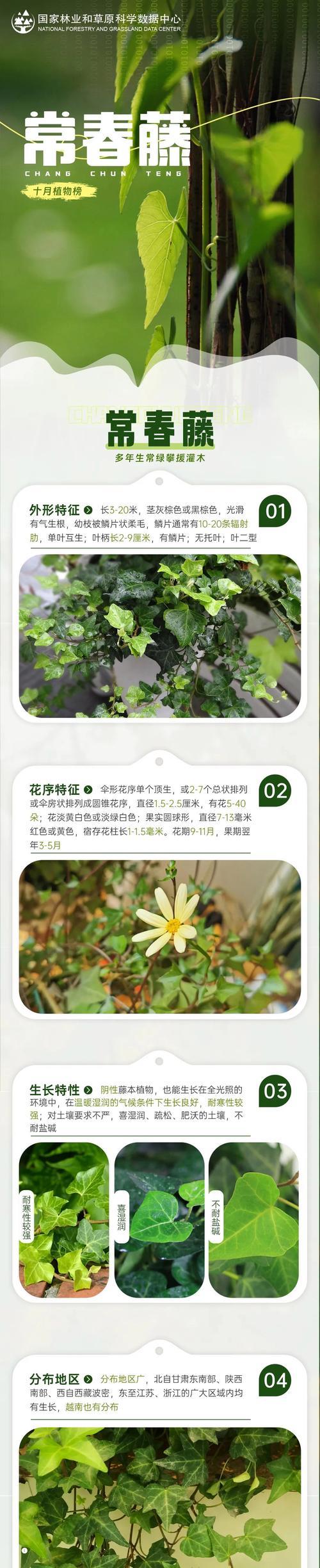 常青藤养护指南有哪些？如何保持常绿？