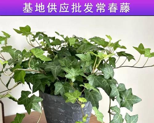 常青藤养护指南有哪些？如何保持常绿？