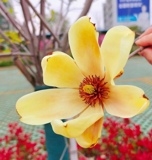 含笑花象征内敛与优雅？香气独特的原因是什么？