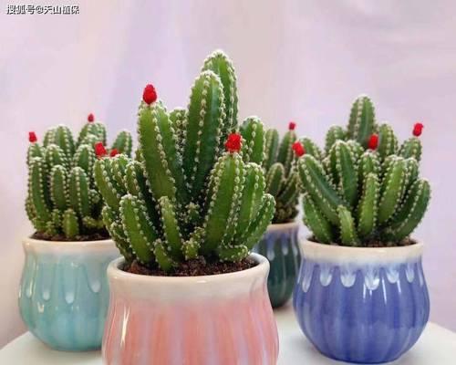 仙人掌植物怎么养？常见问题有哪些？