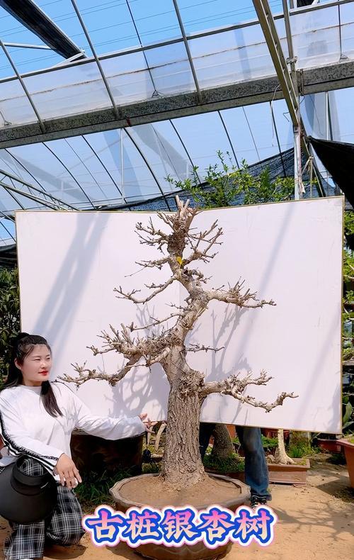 银杏树盆景养护全面指南？如何延长观赏期？