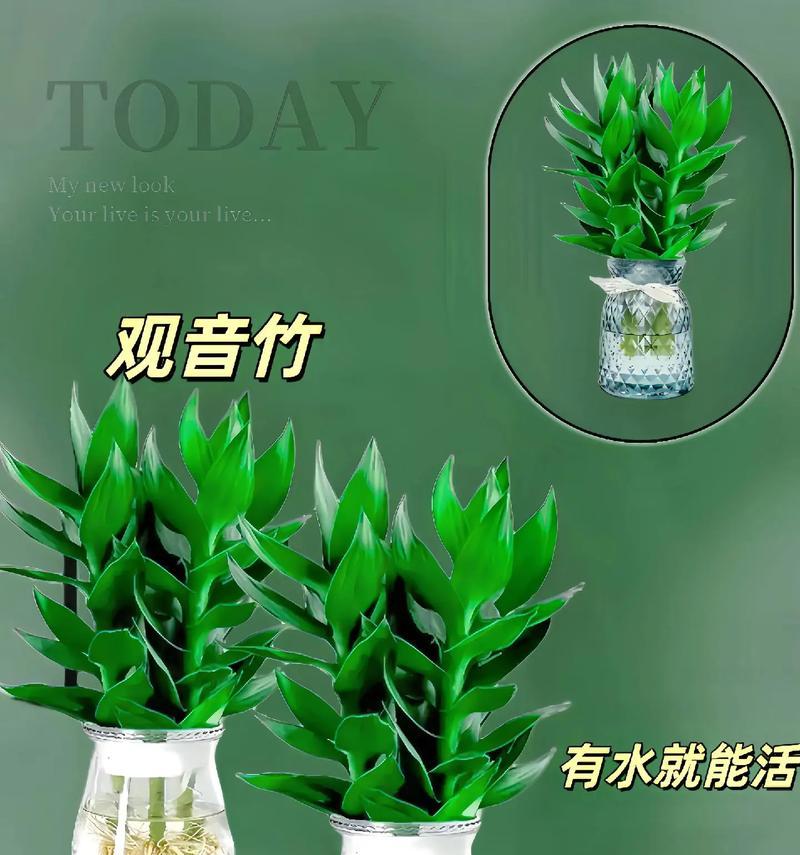 富贵竹水培技巧有哪些？如何保持水培健康？