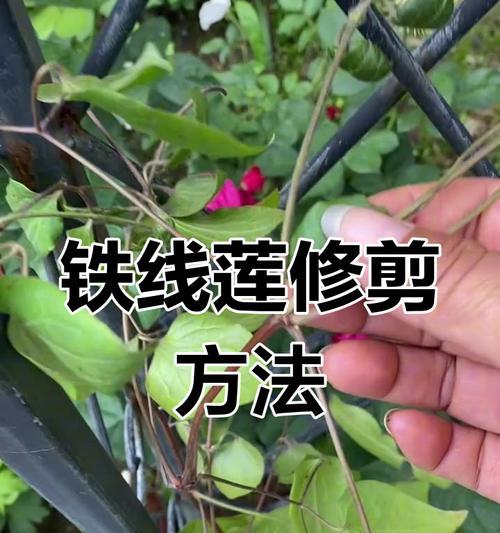 铁线莲修剪全攻略？如何分类和修剪技巧？
