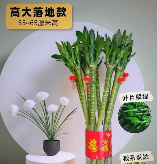 文昌竹寓意是什么？如何正确养护文昌竹？