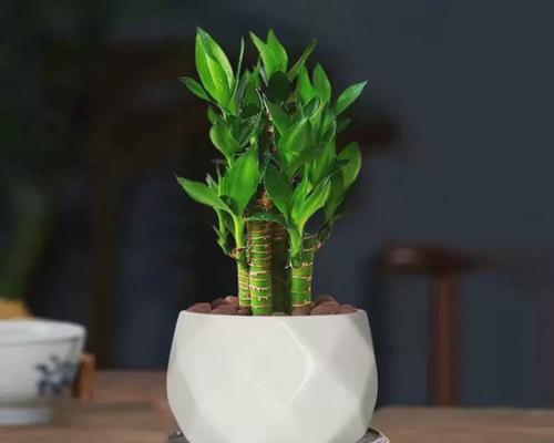 文昌竹寓意是什么？如何正确养护文昌竹？