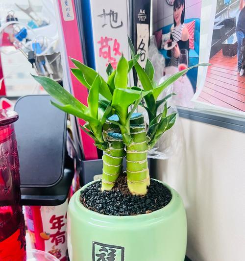 文昌竹寓意是什么？如何正确养护文昌竹？
