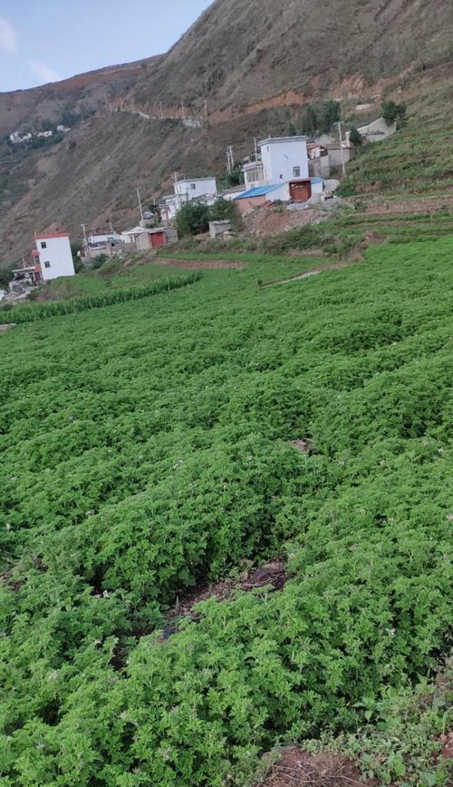 香叶天竺四季养护秘诀是什么？如何应对季节变化？