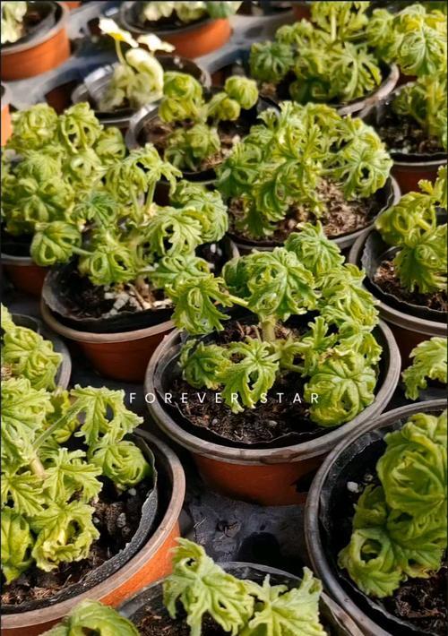 香叶天竺四季养护秘诀是什么？如何应对季节变化？