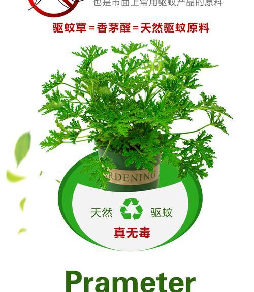 香叶天竺四季养护秘诀是什么？如何应对季节变化？