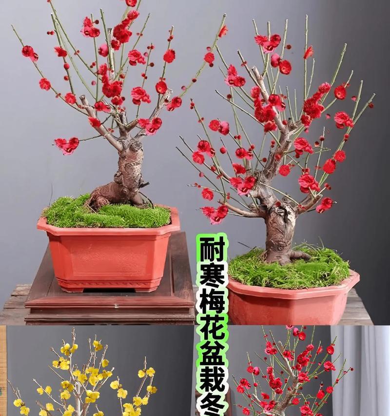 红梅盆景苗怎么养护？红梅盆景苗的养护要点有哪些？