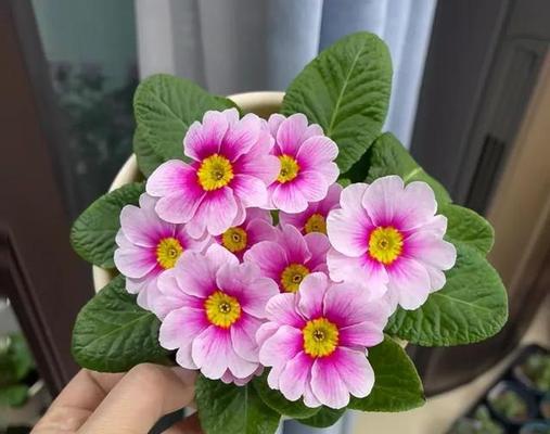 哪5种花养了上瘾？颜值爆表的开花秘诀是什么？